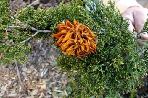 Болезни и вредители туи. Болезни туи и их лечение 10 Болезни и вредители туи. Болезни туи и их лечение 10