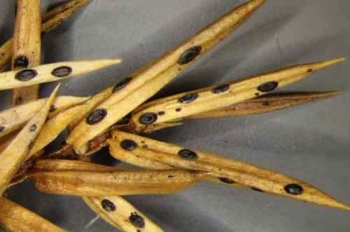 Болезни и вредители туи. Болезни туи и их лечение 03 Болезни и вредители туи. Болезни туи и их лечение 03