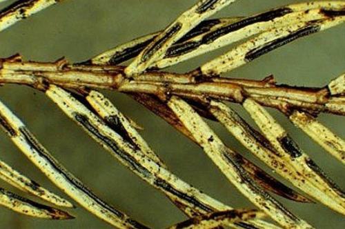 Болезни и вредители туи. Болезни туи и их лечение 05 Болезни и вредители туи. Болезни туи и их лечение 05