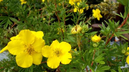 Лапчатка размножение и обрезка. Лапчатка: описание и разновидности, посадка и уход