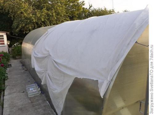 Какие растения можно защитить с помощью специальных ограждений или теплиц. Сезон-2024. Пока от жары никто не пострадал, притеняем все в теплице!