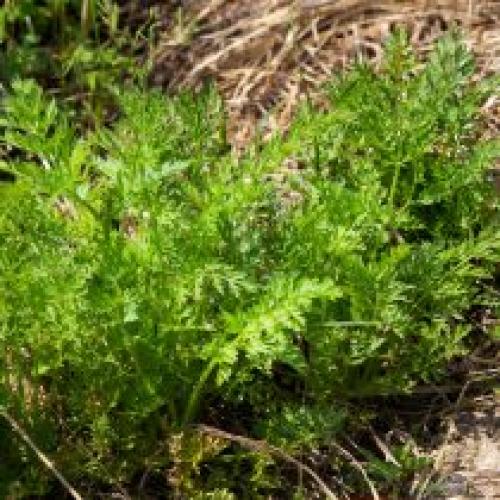 Какие растения наиболее уязвимы для заморозков