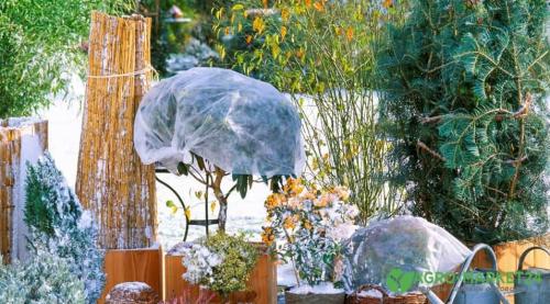 Как можно использовать теплицы для защиты плодового сада от заморозков