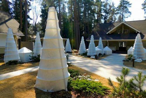 Что делать если туя обгорела на солнце. Как предотвратить обгорание хвойных