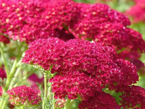 Тысячелистник в саду. Лучшие сорта тысячелистника обыкновенного 05