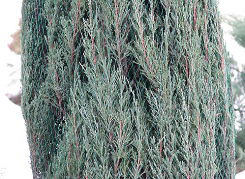 Средство от ожогов хвойников. Как защитить хвойные растения весной от солнечного ожога