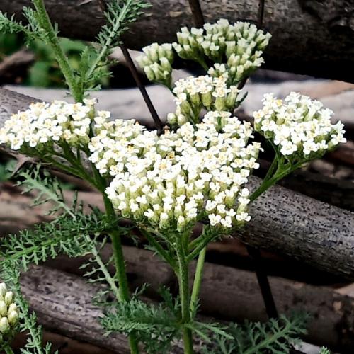 Тысячелистник в саду. Лучшие сорта тысячелистника обыкновенного 03