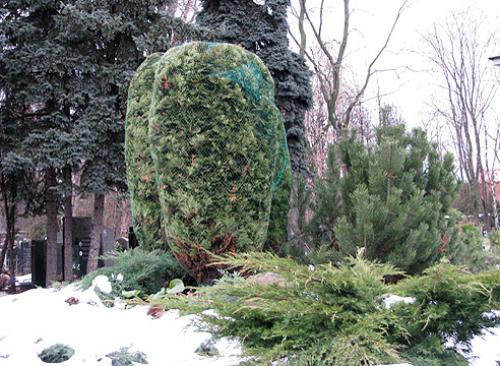 Средство от ожогов хвойников. Как защитить хвойные растения весной от солнечного ожога