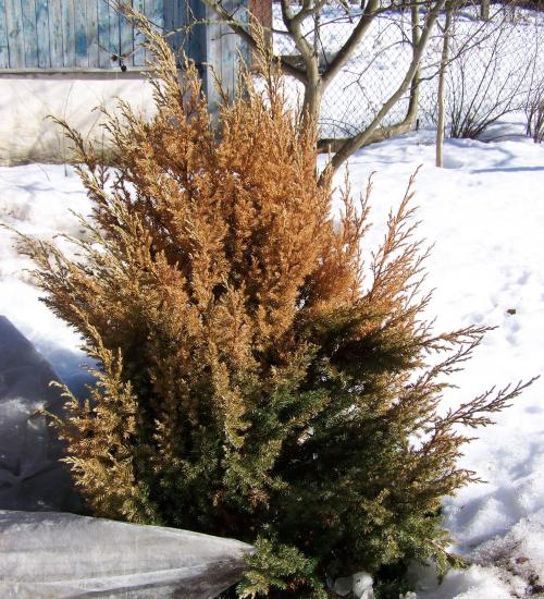 Реанимация хвойных после солнечных ожогов