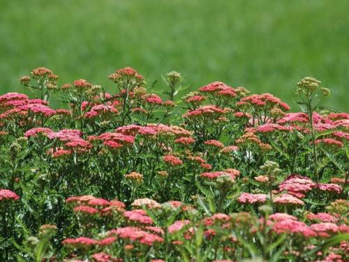 Тысячелистник в саду. Лучшие сорта тысячелистника обыкновенного 02