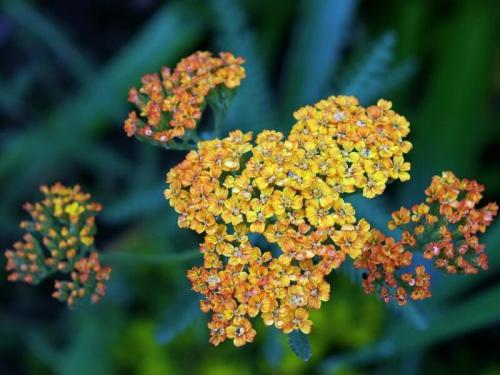 Тысячелистник в саду. Лучшие сорта тысячелистника обыкновенного 04