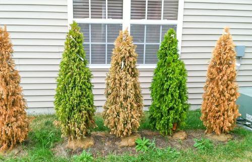 Химический ожог хвои. Солнечные ожоги у хвойных –, что делать, как бороться?