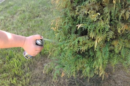 Что делать если туя обгорела на солнце. Как предотвратить обгорание хвойных