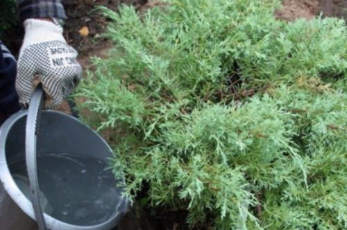 Что делать если туя обгорела на солнце. Как предотвратить обгорание хвойных