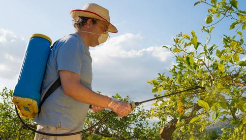 Феровит для хвойных. Инструкция по применению удобрения Феровит