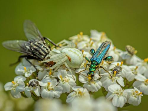 Тысячелистник в саду. Лучшие сорта тысячелистника обыкновенного 01