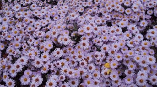 Как можно защитить растения от осенних заморозков, используя специальные химические средства