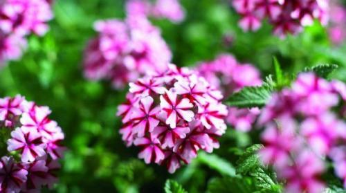 Как можно защитить растения от осенних заморозков, используя специальные химические средства