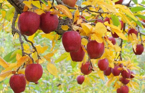 Как можно защитить растения от осенних заморозков, используя специальные химические средства