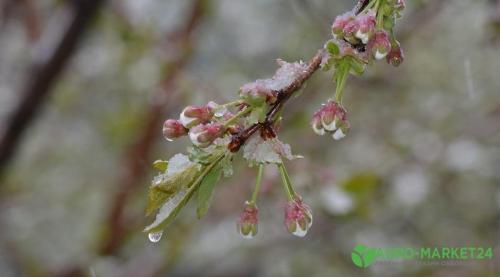 Как можно защитить растения от осенних заморозков, используя специальные химические средства