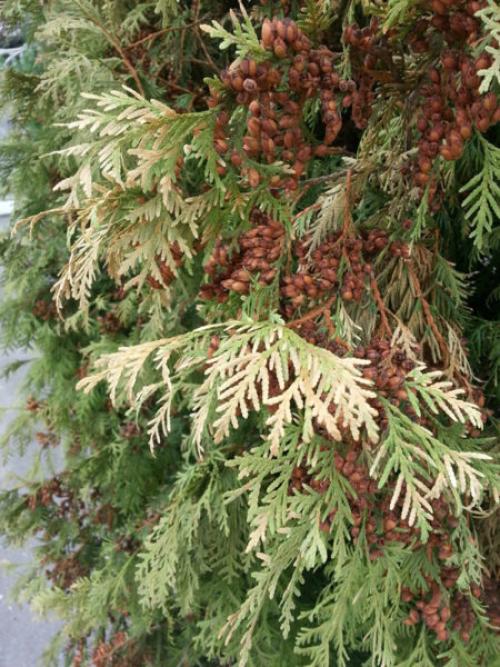 Обработка хвойных от болезней и вредителей. Профилактика и способы борьбы