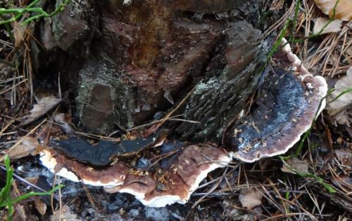 Обработка хвойных от болезней и вредителей. Профилактика и способы борьбы