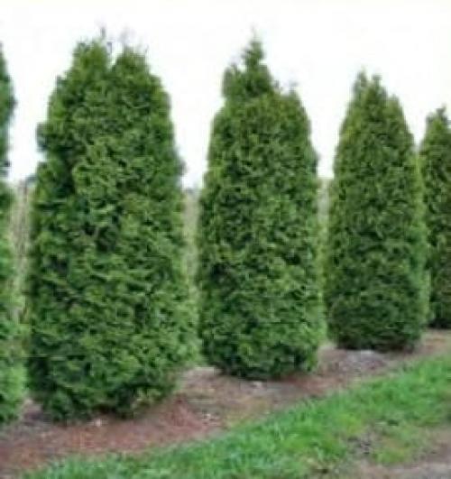 Как ухаживать за туей дома. Туя на участке — посадка, выращивание и правильный уход