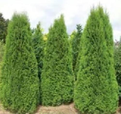 Как ухаживать за туей дома. Туя на участке — посадка, выращивание и правильный уход