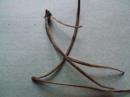 Наглядная таблица болезней хвойных пород и меры их защиты. Увядание (усыхание) 01