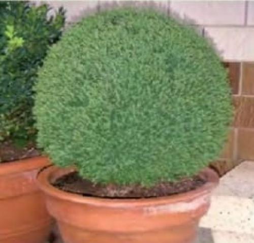 Как ухаживать за туей дома. Туя на участке — посадка, выращивание и правильный уход