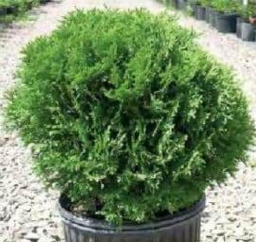 Как ухаживать за туей дома. Туя на участке — посадка, выращивание и правильный уход