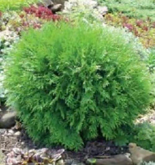 Как ухаживать за туей дома. Туя на участке — посадка, выращивание и правильный уход