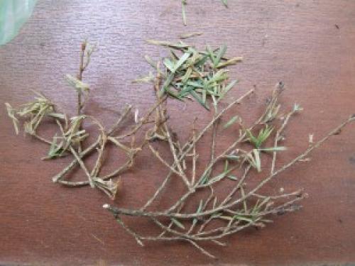 Наглядная таблица болезней хвойных пород и меры их защиты. Увядание (усыхание) 02