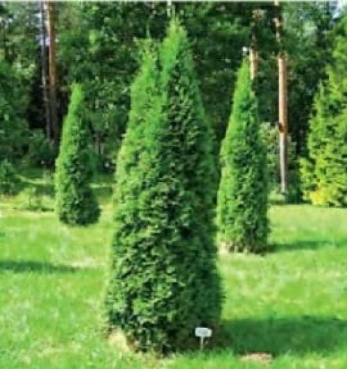 Как ухаживать за туей дома. Туя на участке — посадка, выращивание и правильный уход