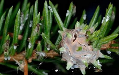 Обработка хвойных от болезней и вредителей. Профилактика и способы борьбы