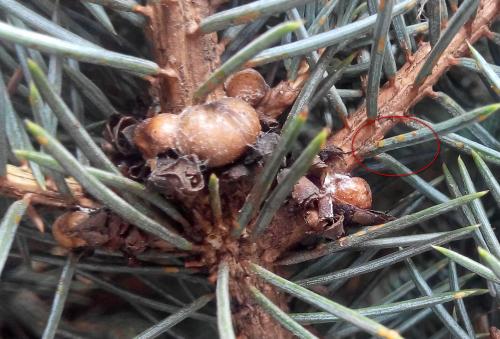 Щитовка на хвойных. Большая еловая ложнощитовка (Physokermes piceae Schrank.).