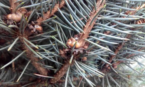 Щитовка на хвойных. Большая еловая ложнощитовка (Physokermes piceae Schrank.).