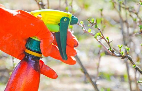 Календарь обработки сада от вредителей и болезней. Обработка сада весной: нет болезням и вредителям