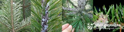 Вредители и болезни хвойных растений и борьба с ними. Болезни и лечение хвойных растений и деревьев 01