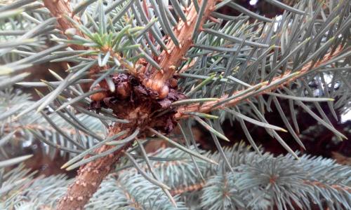 Щитовка на хвойных. Большая еловая ложнощитовка (Physokermes piceae Schrank.).