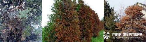 Вредители и болезни хвойных растений и борьба с ними. Болезни и лечение хвойных растений и деревьев 02