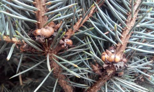 Щитовка на хвойных. Большая еловая ложнощитовка (Physokermes piceae Schrank.).