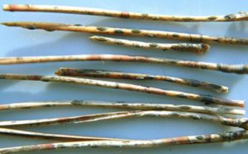 Вредители и болезни хвойных растений и борьба с ними. Болезни и лечение хвойных растений и деревьев 10