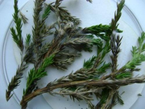 Вредители и болезни хвойных растений и борьба с ними. Болезни и лечение хвойных растений и деревьев 07