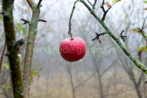 Не пропустите осеннюю обработку сада от вредителей и болезней. Добавление статьи в новую подборку 08 Не пропустите осеннюю обработку сада от вредителей и болезней. Добавление статьи в новую подборку 08