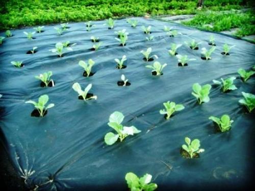 Какие методы защиты растений от майских заморозков наиболее эффективны