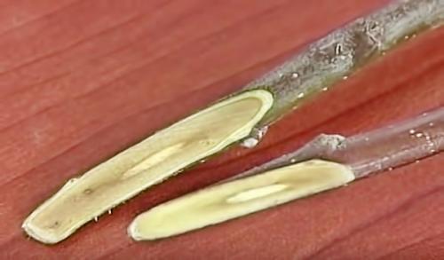 Как можно определить, что яблоня была повреждена заморозками. Как узнать, вымерзла яблоня или нет