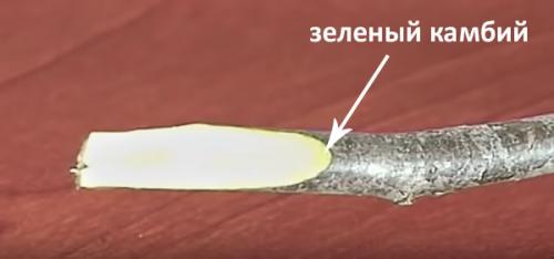 Как можно улучшить устойчивость яблони к заморозкам