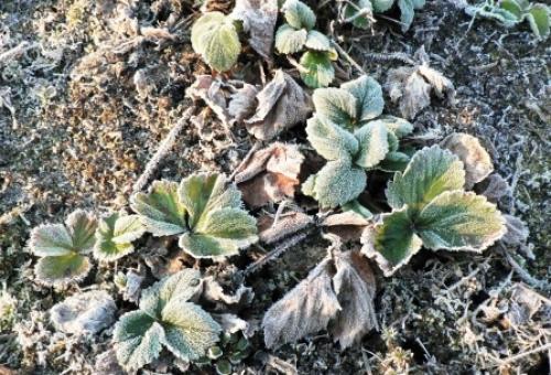 Какие методы защиты растений от майских заморозков наиболее эффективны