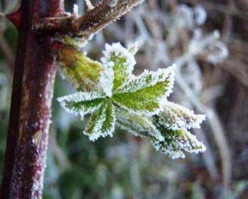 Какие методы защиты растений от майских заморозков наиболее эффективны